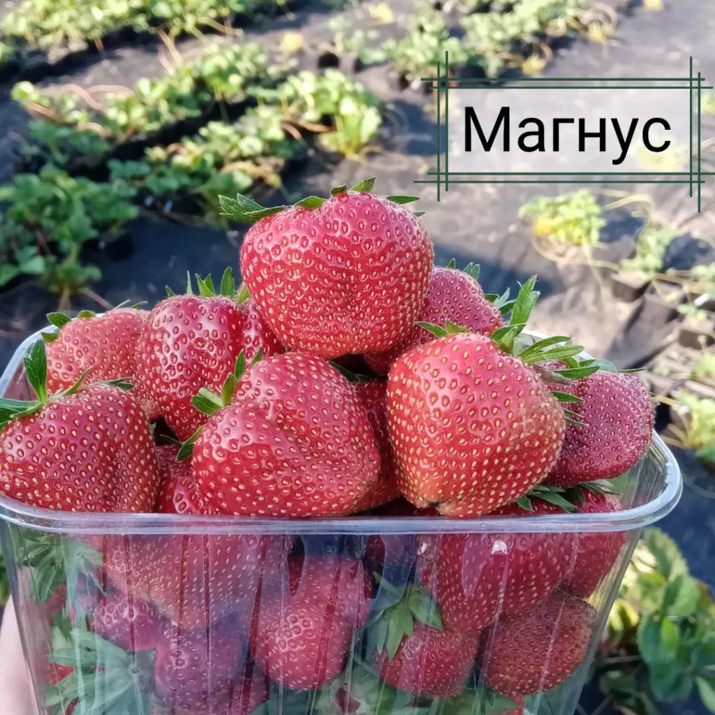 Клубника "МАГНУС" (6 шт.)