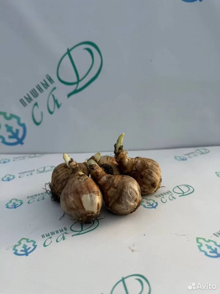 Нарцисс "АЙС ФОЛЛИС" (5 штук)